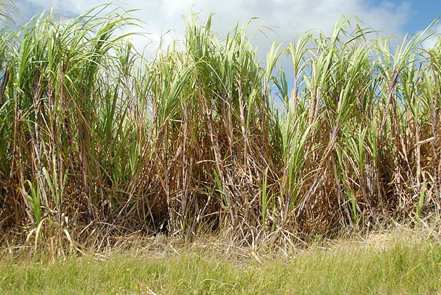 Sugarcrete – Un nouveau matériau de construction écologique à base de canne à sucre